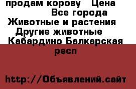 продам корову › Цена ­ 70 000 - Все города Животные и растения » Другие животные   . Кабардино-Балкарская респ.